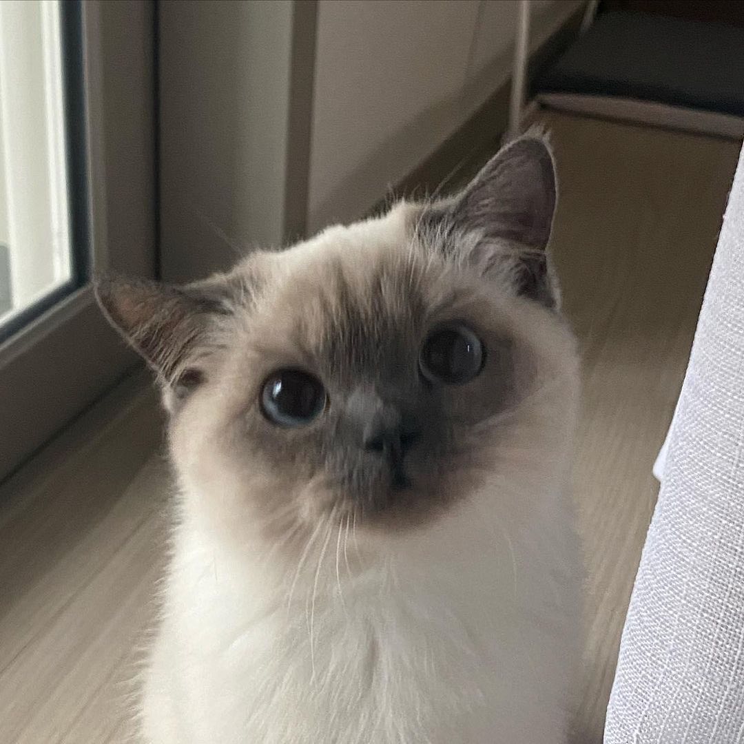 Punch Cat (@punchingcat) on Twitter photo 