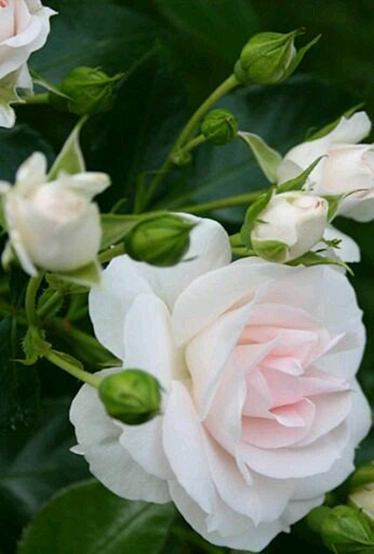 En büyük hata , insan, kendini hatasız zannetmesidir. Hz. Bediüzzaman