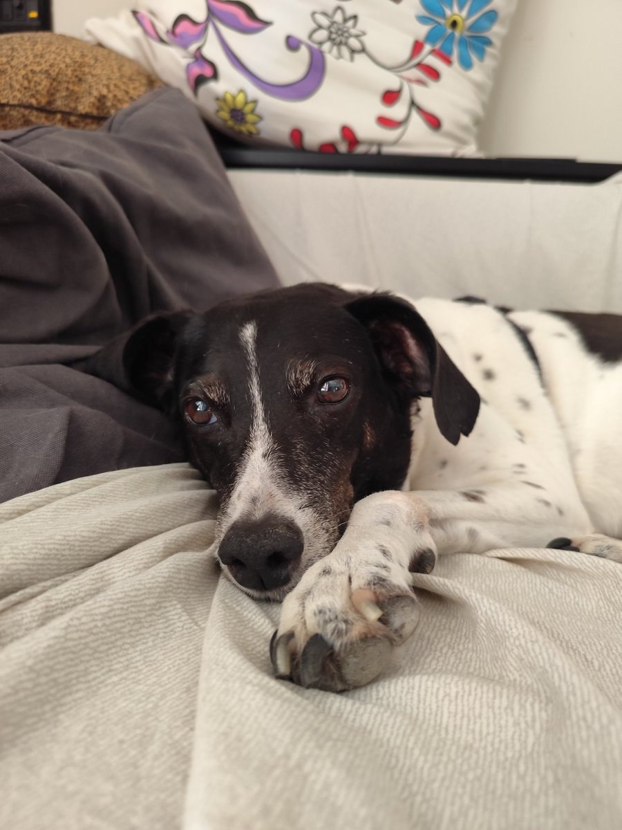 Guys 🐾
It’s like 37°C out there, but we’re living the spoiled dog life 😎
A/C on, bellies up, dreams of biscuits 🍪💤
What are you up to? Sweating or chilling? Any weekend mischief planned? 🐶🔥☀️
#TooHotToTrot #DogsOfTwitter #HeatwaveVibes