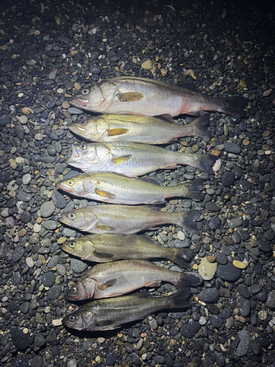 ほらいっぱい釣れた！
19:00〜0:00

ギリギリランカー1本出ました👍
アベレージは60cmくらいかな〜

ロッド:コルトスナイパーS906MH
ルアー:かっ飛び棒