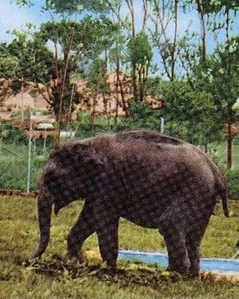 Un día como hoy, HACE 70 AÑOS, una elefanta de la India se robaba para siempre el corazón del pueblo salvadoreño. <a href="/EfemeridesSV/">C. C. Dinarte profesor</a>