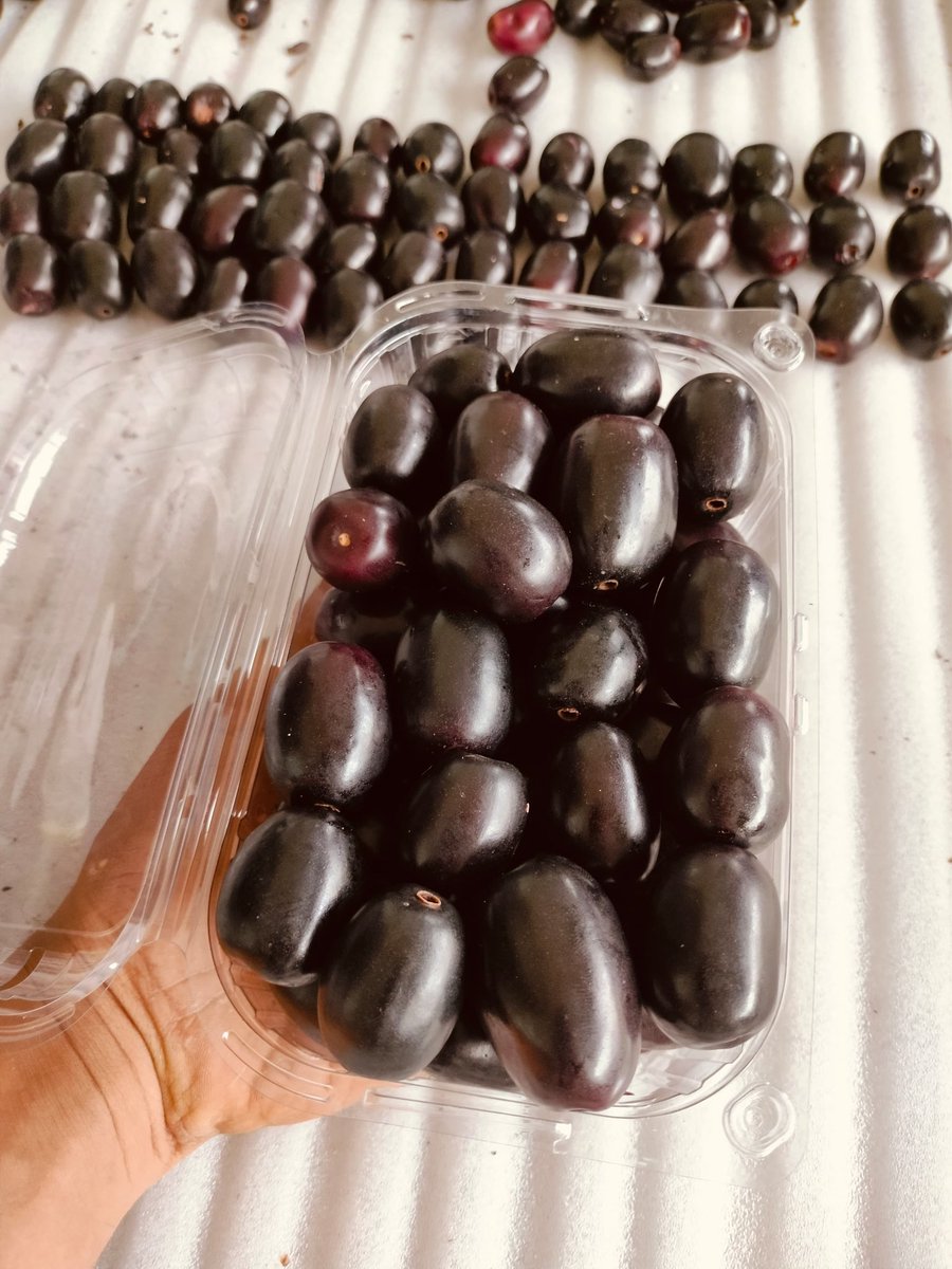 chandruiyer's tweet image. Another wonderful #Karnataka #UK growth story. Fresh Jamuns (Black Plums) have been exported to the UK for the very first time. 

The India UK Trade deal is poised to give rise to many more such business success stories. @HMTCSouthAsia @biztradegovuk 

timesofindia.indiatimes.com/business/india…