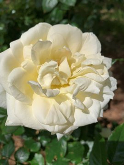 "Aşağılık insanların devleti, zulüm ve fesat üzere kurulmuştur." Hz. Ali