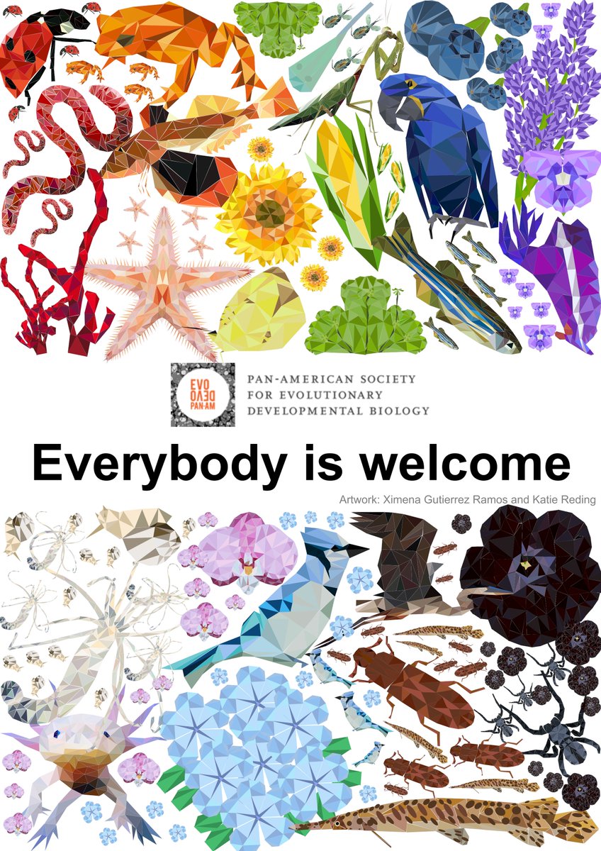 EvoDevo PanAm (@evodevopanam) on Twitter photo At #PASEDB we embrace all organisms. Each one has its own evolutionary trajectory that makes life so diverse 🌈🦄
Artwork: <a href="/ximena_gur/">Ximena Gutierrez-Ramos</a> and Katie Reding At #PASEDB we embrace all organisms. Each one has its own evolutionary trajectory that makes life so diverse 🌈🦄
Artwork: <a href="/ximena_gur/">Ximena Gutierrez-Ramos</a> and Katie Reding