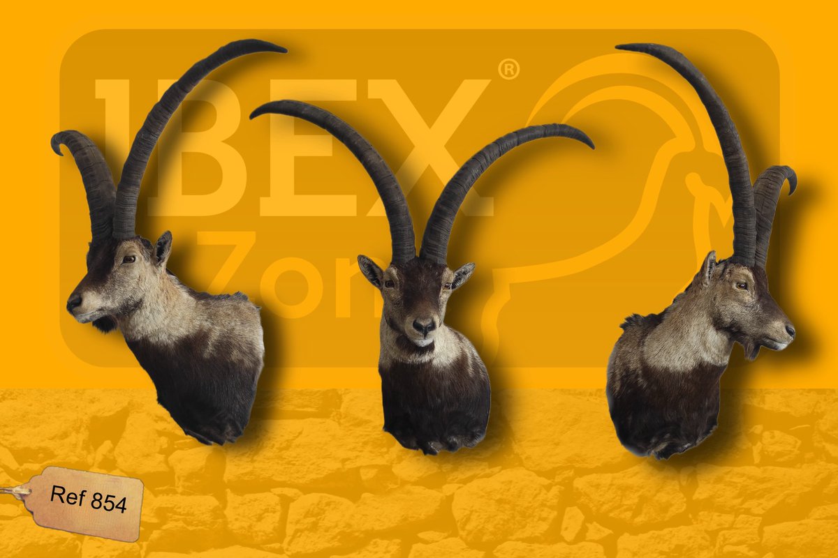 groupibexzone's tweet photo. TAXIDERMY ZONE

#ibexzone #ibexhunt #spanishibexbeceite #spanishbiggame
#groupibexzone #huntinginspain #huntingspain #beceiteibex #spanishibexgrandslam #spanishibex #ibexhunting #ibexhunt #taxidermiaferfauna #ferfauna https://t.co/gDIsDcPCg6