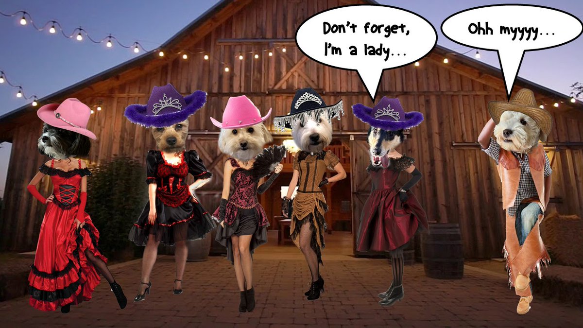 Rhona the Relentless... taking over for Frankie (@pestiew) on Twitter photo Holy cow... Wot an entrance... Wee Jack doesn't know wot to do wivv himself wivv these ladies around! But Miss Moxie... yoos a bit norty.... 🤣😂
#zzst
<a href="/jennystape/">Wild JACK Hiccups</a> <a href="/CollieMoxie/">ᴹⁱˢˢ ᴹᵒˣⁱᵉ (ᵀʷⁱᵍᵍʸ ⁱˢ ᶠⁱⁿᵉ)</a> <a href="/DogDazeUK/">Tikki the Westie, Kila and 🌈Oscar🌈, #ZSHQ</a> <a href="/Free2BeeMee/">🌈Penny & Brigadier Gingie</a> <a href="/Waffles_ShihPoo/">Waffles 🎀🧇🐾</a> Holy cow... Wot an entrance... Wee Jack doesn't know wot to do wivv himself wivv these ladies around! But Miss Moxie... yoos a bit norty.... 🤣😂
#zzst
<a href="/jennystape/">Wild JACK Hiccups</a> <a href="/CollieMoxie/">ᴹⁱˢˢ ᴹᵒˣⁱᵉ (ᵀʷⁱᵍᵍʸ ⁱˢ ᶠⁱⁿᵉ)</a> <a href="/DogDazeUK/">Tikki the Westie, Kila and 🌈Oscar🌈, #ZSHQ</a> <a href="/Free2BeeMee/">🌈Penny & Brigadier Gingie</a> <a href="/Waffles_ShihPoo/">Waffles 🎀🧇🐾</a>
