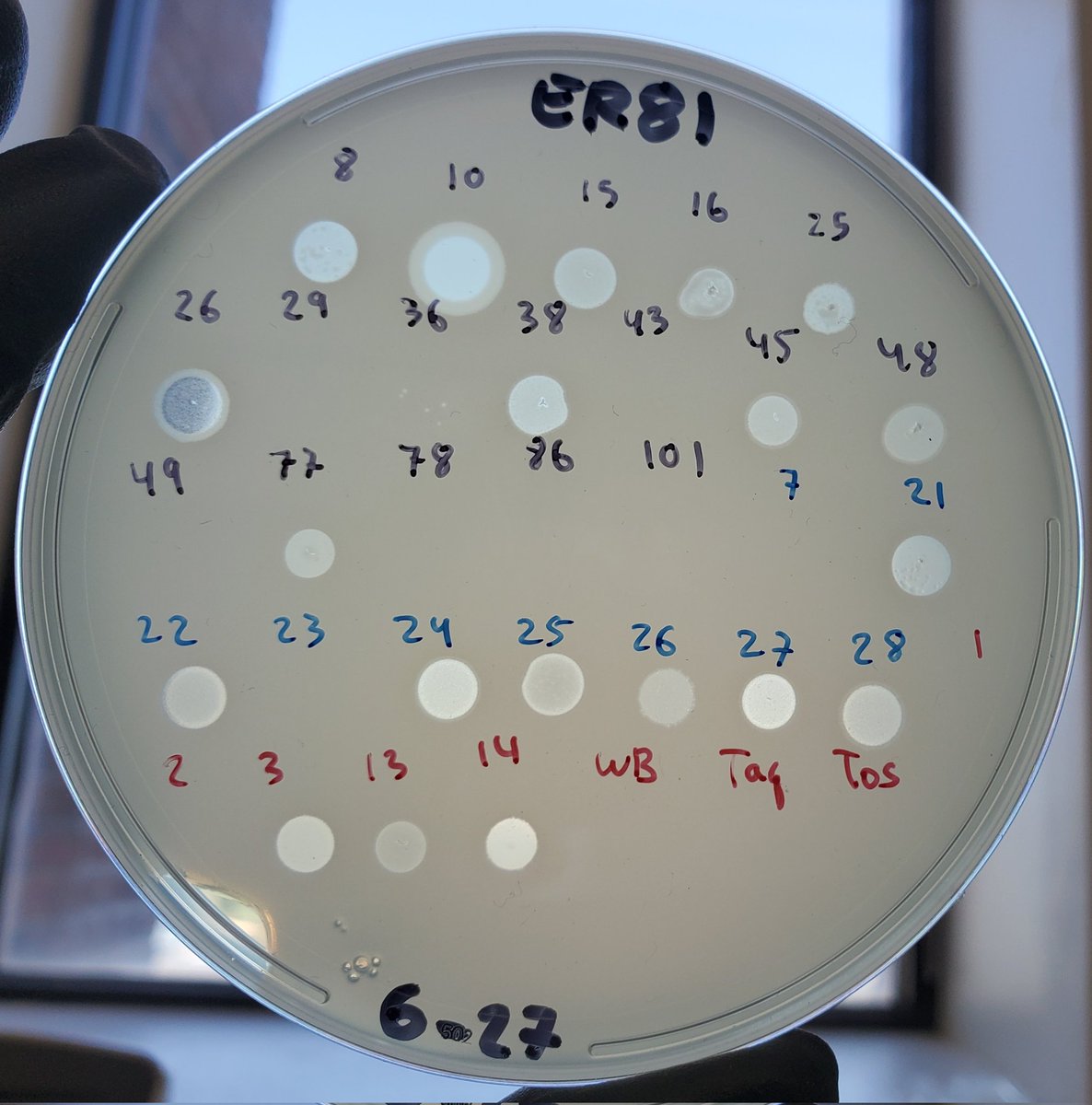 A spot plate testing which of these 34 phages can infect this particular strain, clearing the bacteria where phage lysate is added to it.