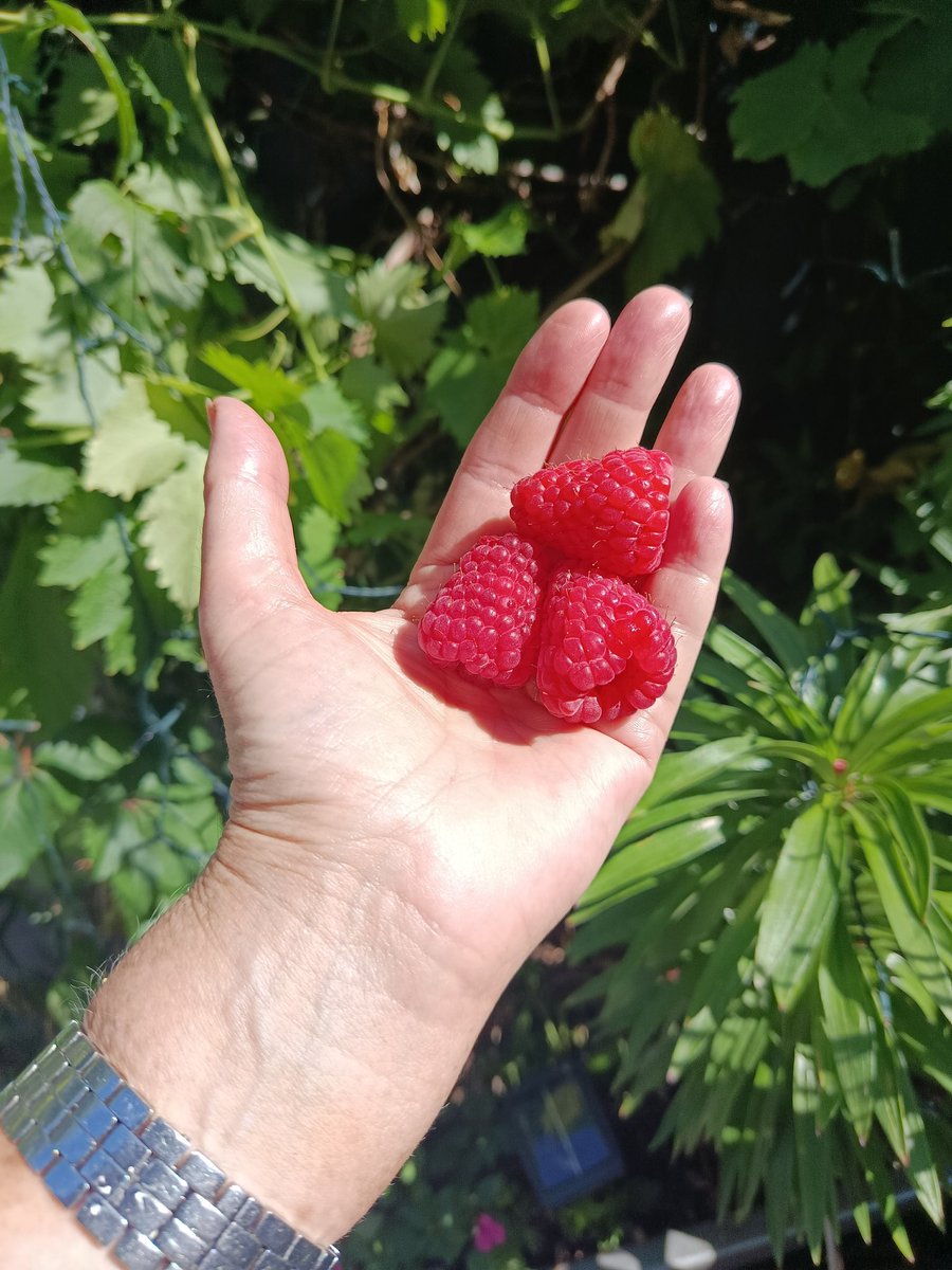 Tesco raspberries, huge and delicious, Leics grown, Berryworld Jewel variety. 
All gone 😋. In my defence, there weren't many in number.