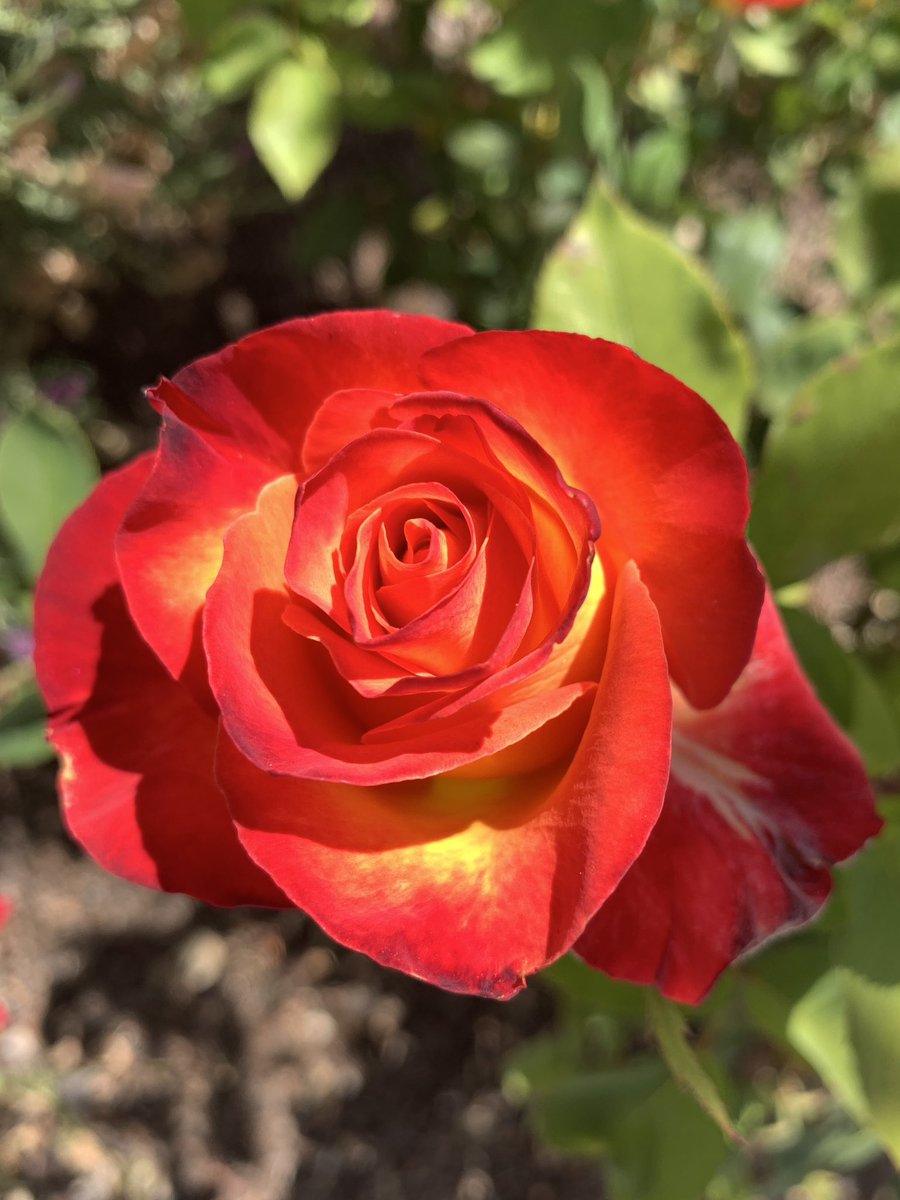 Kenneth33071904's tweet photo. Another day with perfect weather…
#California https://t.co/ZQrQkmlUEe