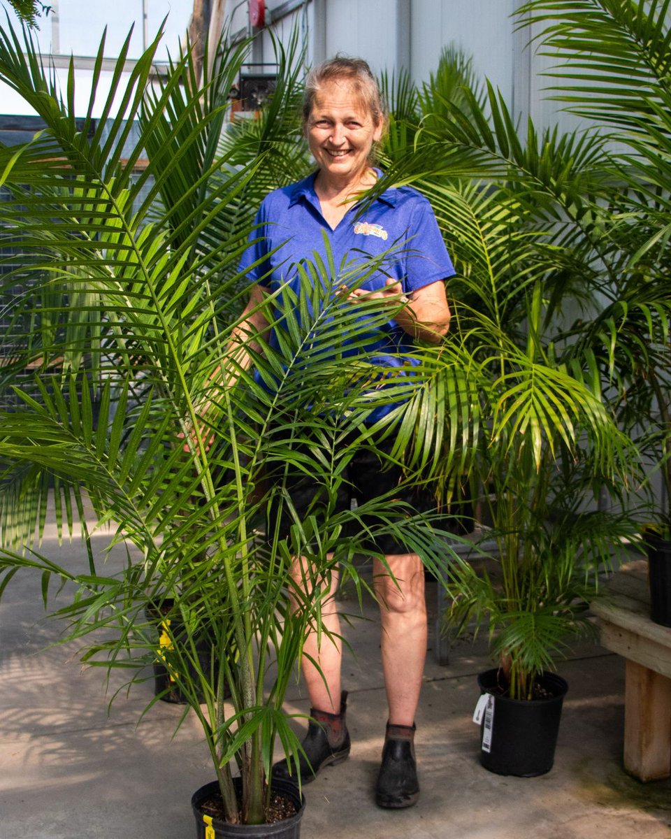 ColasantiFarms's tweet photo. Who else wants to finish decking out the backyard? 🙋
We’re kicking off the summer hard with some great deals on Majesty Palms and Boston Ferns.
🪴10” Boston Fern: NOW $9.99+tax
🪴10” Majesty Palm: NOW $19.99+tax 
🪴12” Majesty Palm: NOW $42.99+tax

Available while supplies last. https://t.co/DDWouXfoz3