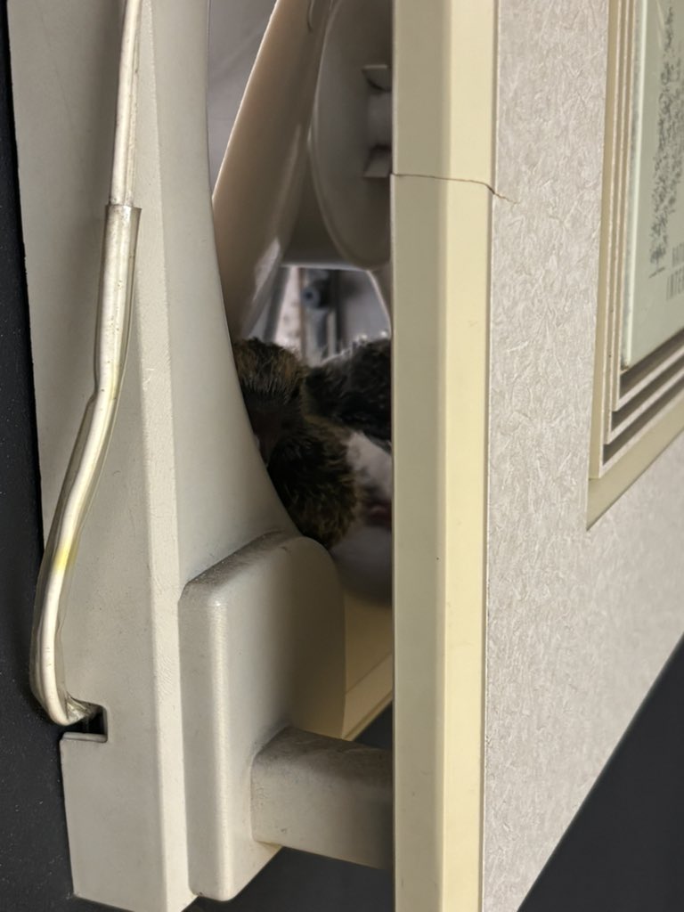 換気扇のとこにハトが子ども育てているみたいだけどどうする？？目があっちゃったし