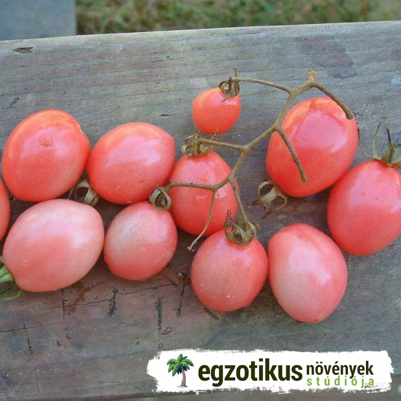 novenyek's tweet photo. Különleges évelők az   Egzotikus Növények Stúdiójától - Rózsagyöngy paradicsom   https://t.co/RznqYiRWG8 #egzotikus, #különleges, #növények, #mag,   #vetőmag, #paradicsom https://t.co/lHhBMtLvEQ