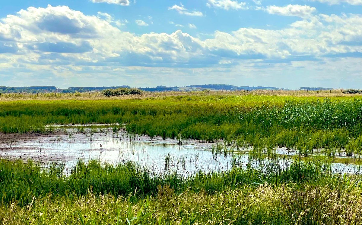When wetland works, they work Wonderfully!
