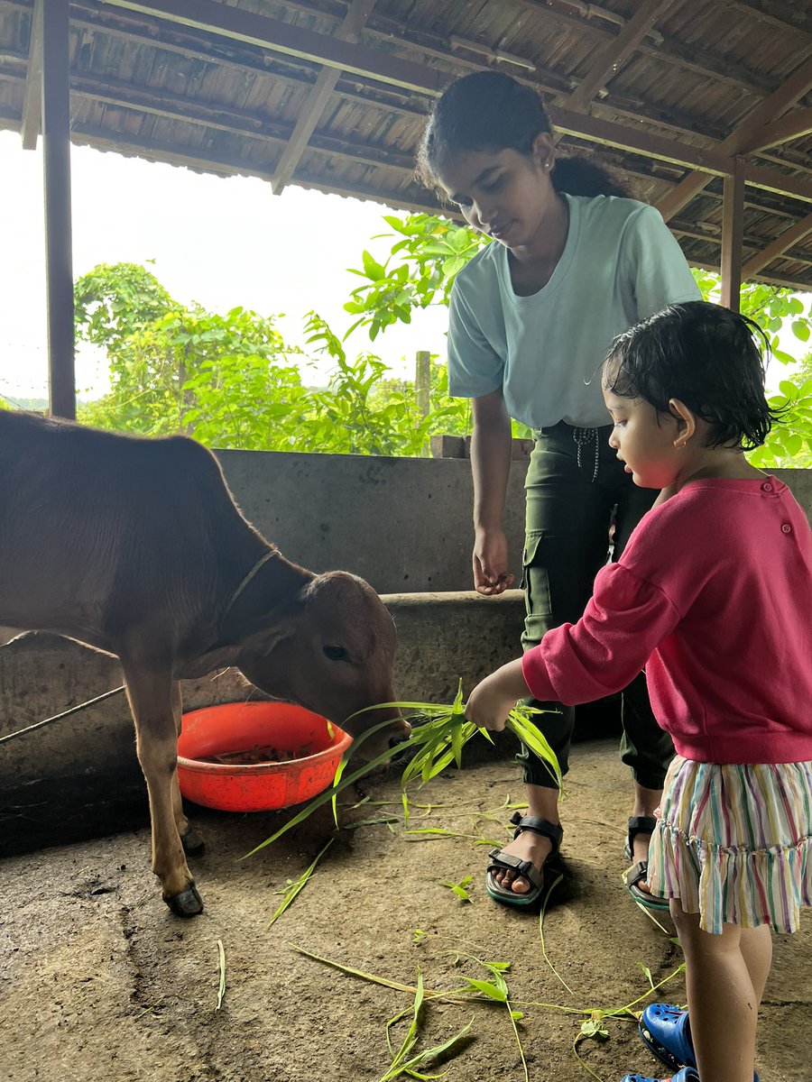 KANCHI90's tweet photo. Things to do:

1. Farm visit
2. Waterfall
3. Rain dance
4. Feeding cow
5. Outdoor activities

Playing at the waterfall &amp; feeding a calf were most liked activities by our little one.

It’s a perfect location to enjoy farm life in Maharashtra. https://t.co/WDTA1uKnCL