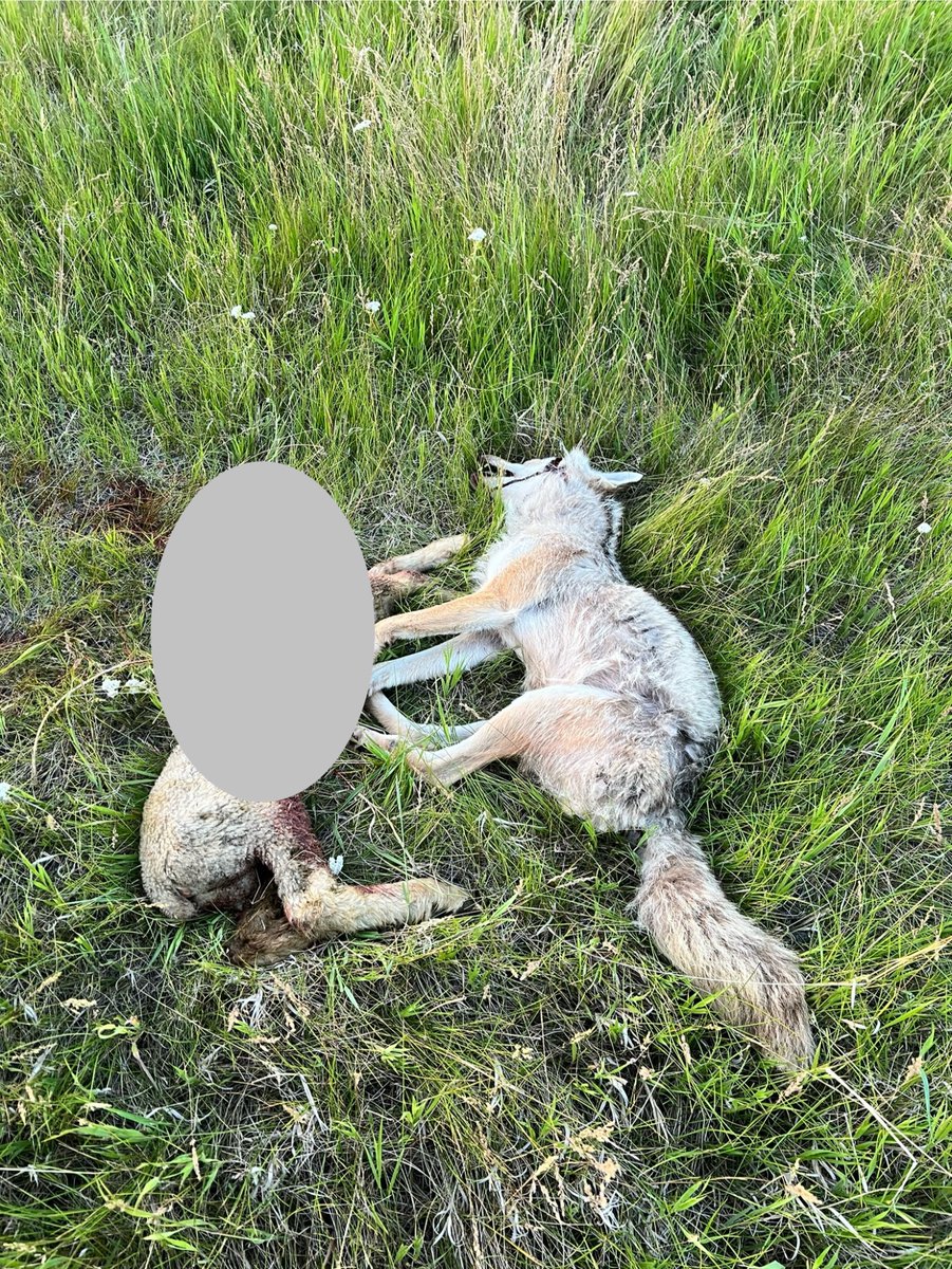 Phillip Harder tweet media