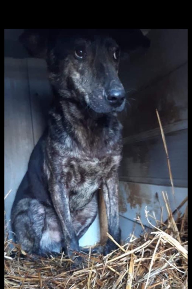 So the book is coming along! One of the few good things about ADHD is the hyperfocus! Still a long way to go. Let me know if there are any stories you would like included. 
Here is Marley’s first picture, the one I saw of him in Romania, just to show you his progress ❤️