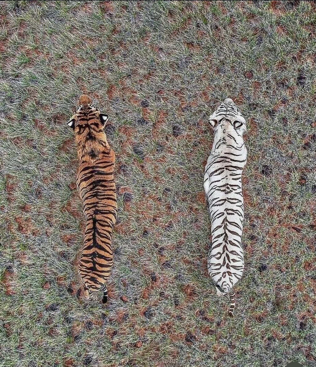 Harvey Specter tweet media