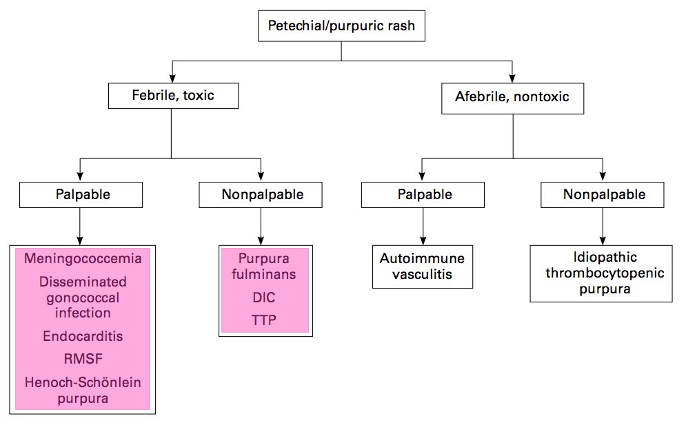 Rashes in the #EmergencyDepartment? Could be nothing, or something life-threatening. A systematic approach helps you sort the harmless from the can't-miss 🩺🔍 #FOAMed #MedEd #EMBound #EmergencyMedicine

Learn more: ow.ly/HAGl50Wa90U