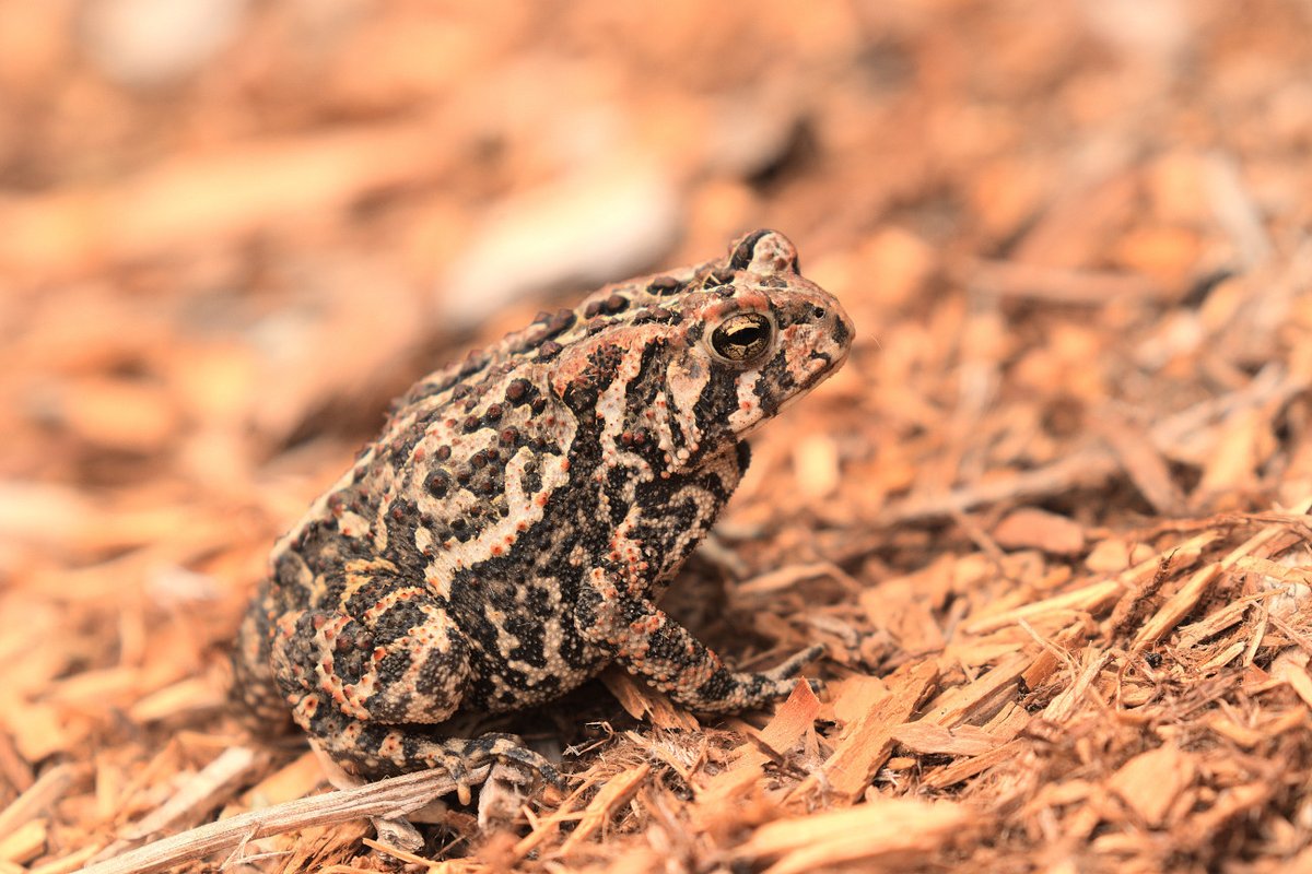 A toad in my garden earlier this week.