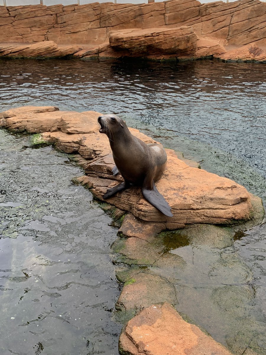 sarchsmodlangs's tweet photo. Nausicaá is an amazing place! Sea lions, penguins, sharks, rays, crocodiles, tortoises and much more! Nature is incredible! 🐠🦈🐟🐊🦭🐧 https://t.co/ydbksckWc8