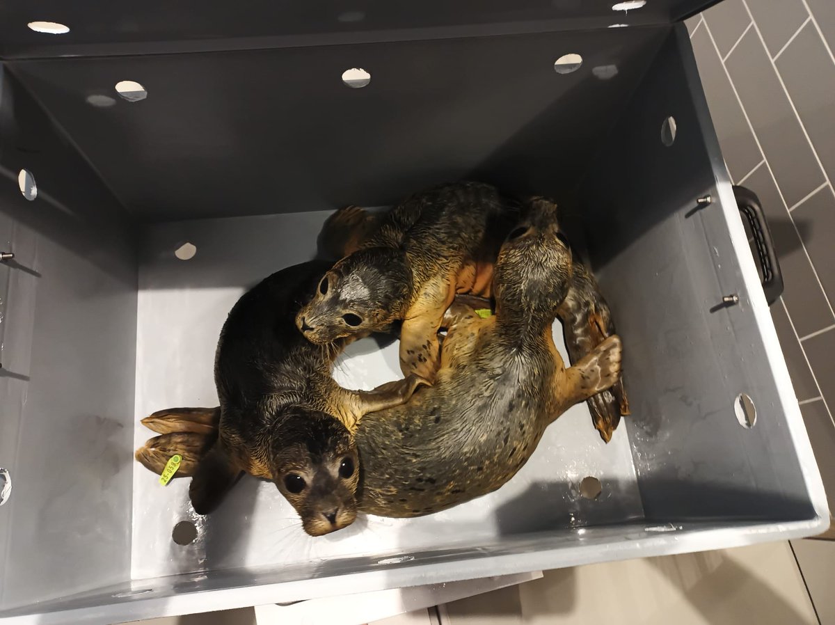 PankaSealNurse's tweet image. Apollo, Sirius and Zeegeltje moved to 2nd phase today!
#アザラシ幼稚園
#WEC