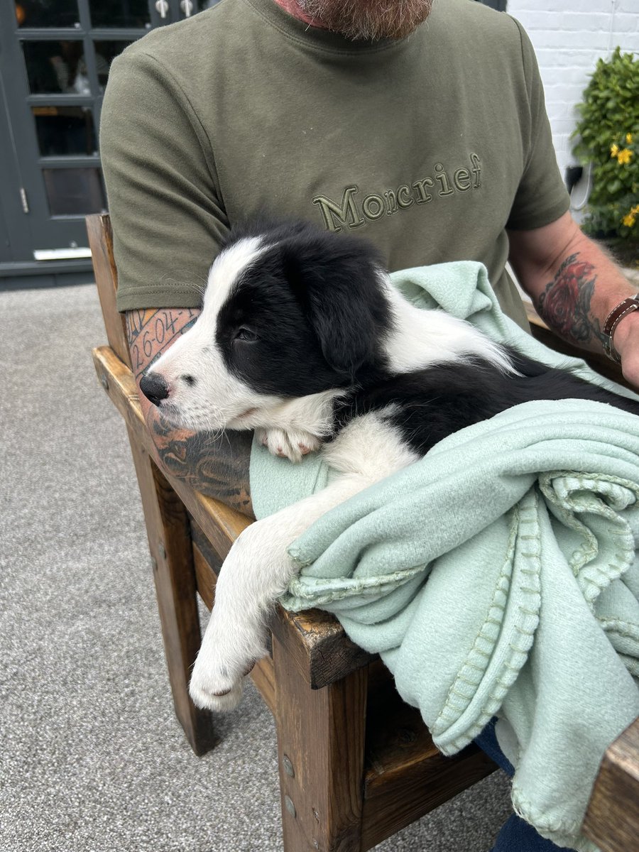 Baroness_J's tweet photo. Welcome home Teddy B 🥰 
#bordercollie  #Puppylove  #dogsarefamily https://t.co/TjIMICOjiW