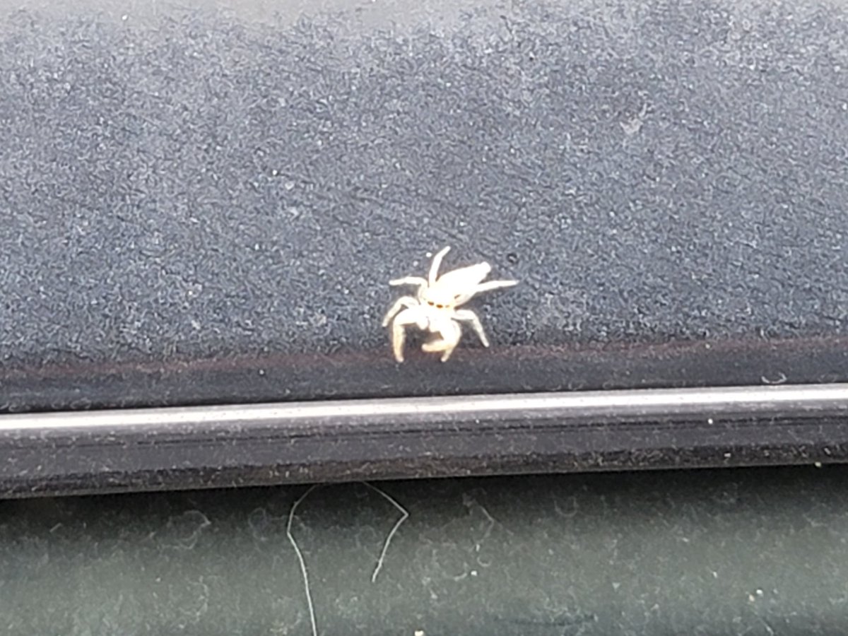 BenefactorsLab's tweet image. My new Organism. The purpose? I haven't figured it out yet...