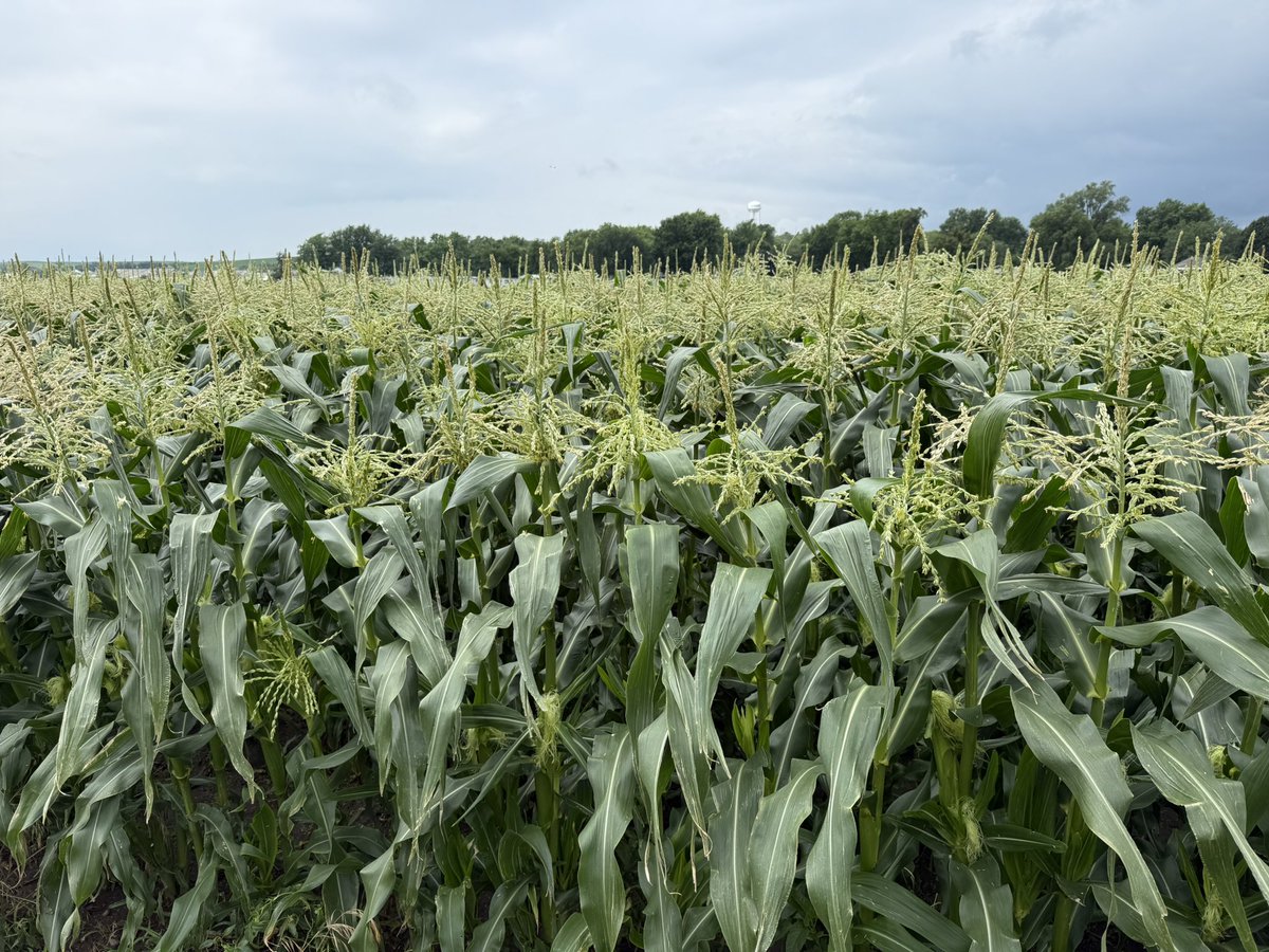 Lookin so sweet you can almost taste it 🌽 🧈 🧂 #smalltownViewz