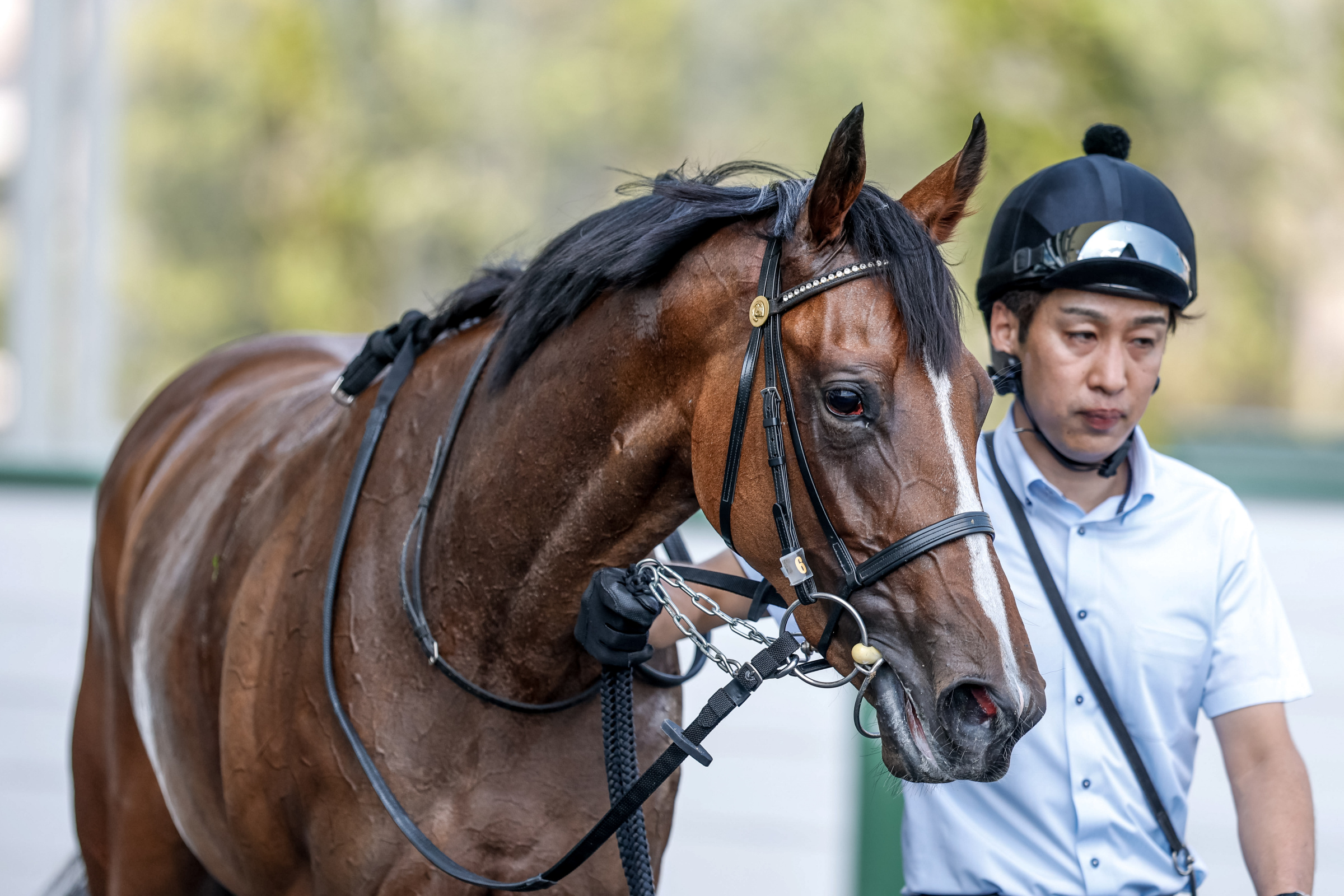 馬到成功　2014年 午年 記念珍蔵版 馬到成功 2014年 午年 記念珍蔵版