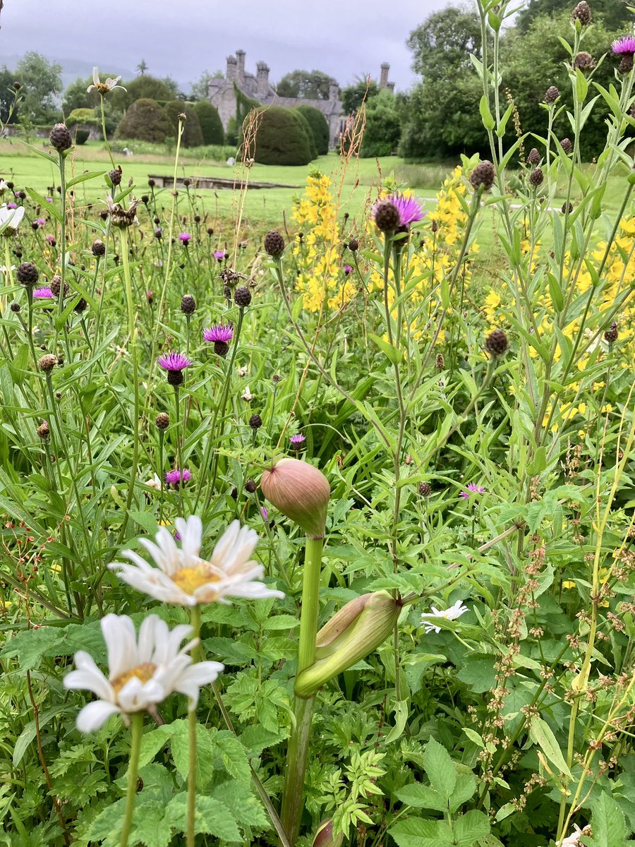 The meadow that was once a lawn is now this: full of wildflowers and insect life and clouds of little finches feeding on the knapweed.