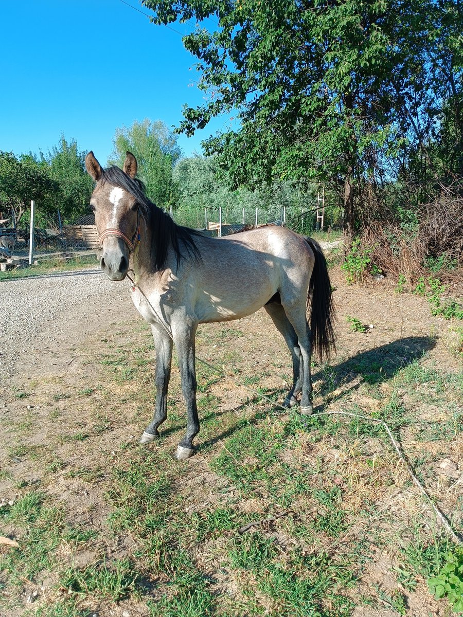 Sen ne guzel bişey oldun oğlum ya