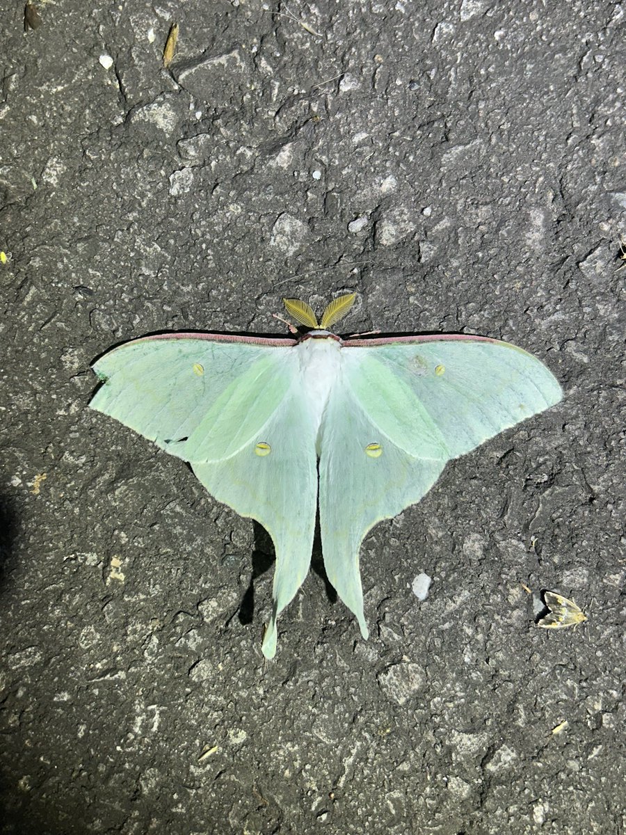 yncicada29's tweet photo. 6月末のライトラやばい https://t.co/GsNaxvjgNs