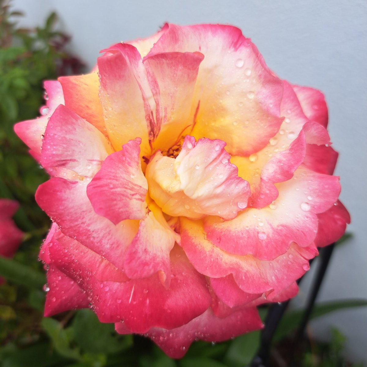The simple joy when reminders of your mam, who's gone just over 3 years spring to life! 💛❤️🩷 #NaturePhotography #NatureBeauty #Roses #motherdaughter #100DaysOfWalking #200DaysOfWalking #PrideMonth