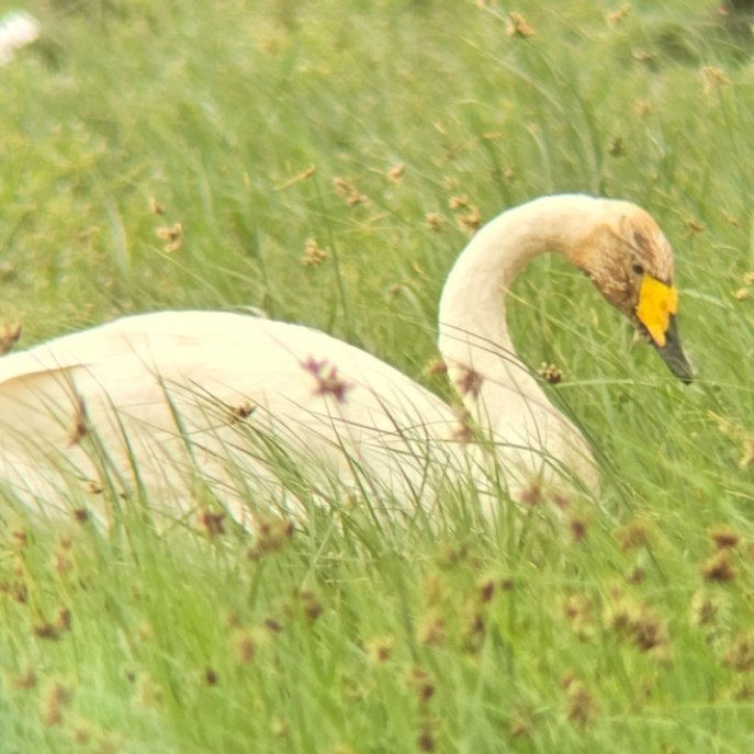 Nice day at <a href="/RSPBFrampton/">RSPB Frampton Marsh 🌍</a> for my 2nd-ever UK Collared Pratincole today. Also 16+ Spoonbills, 10 Spotshanks, several Ruff, Greenshank, Whooper Swan, Med Gulls, Wigeon and loads more (the recent Brent Goose has unfortunately perished). Absolutely loads of Avocets too.