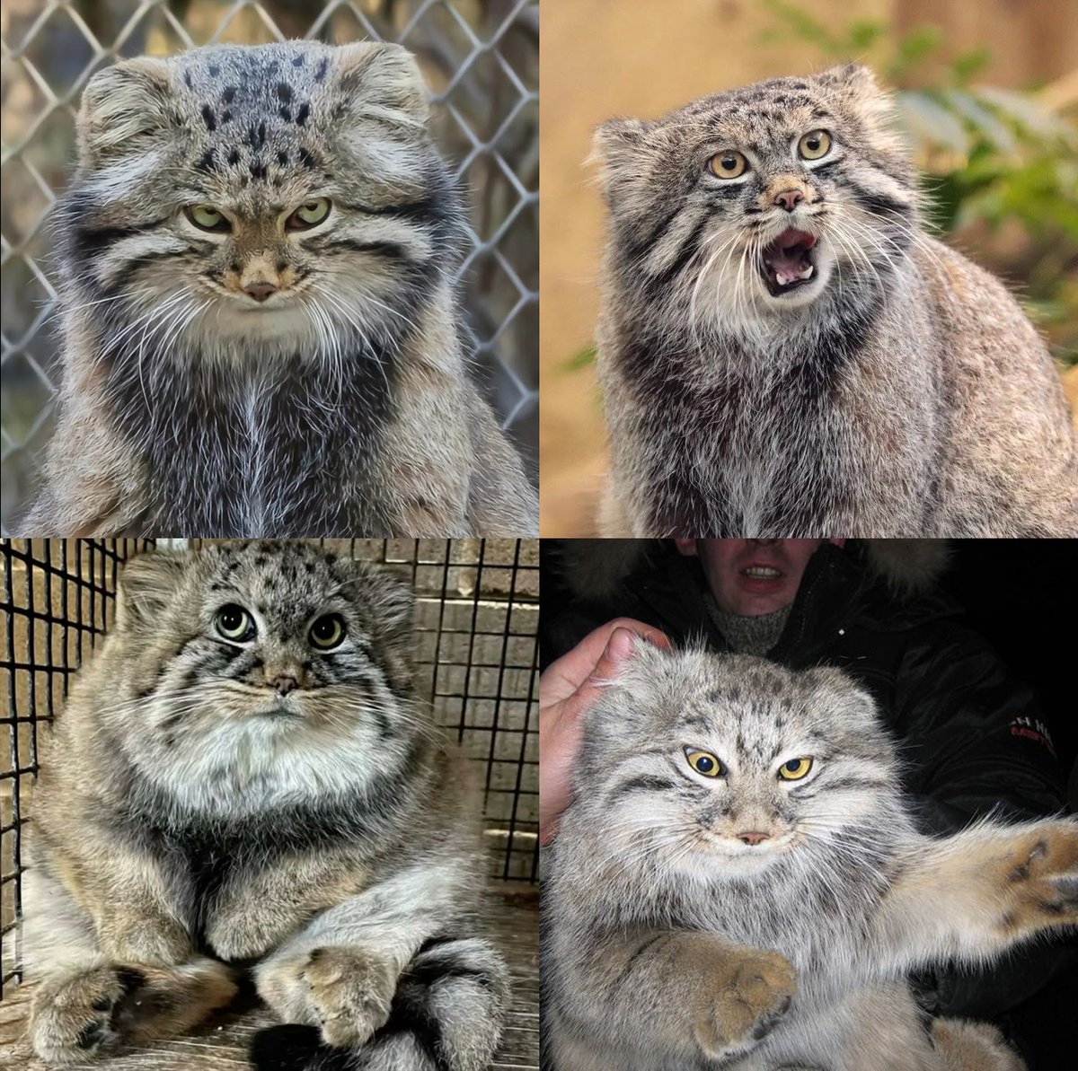 Pallas's cat