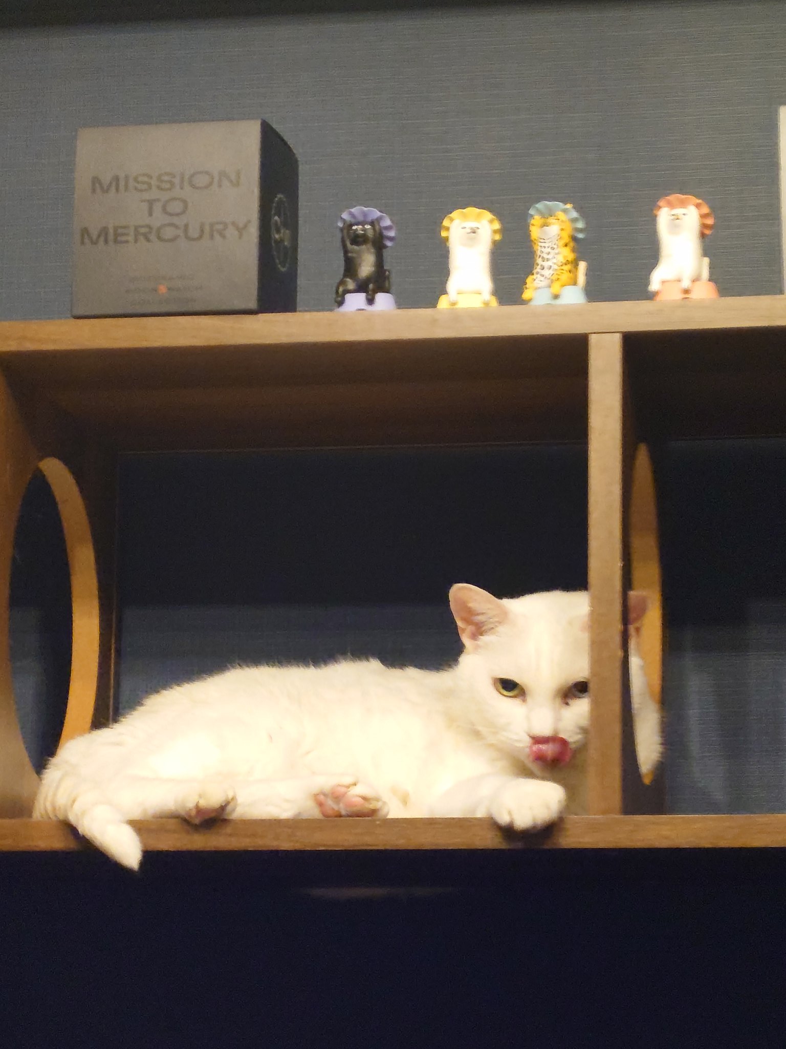 417-12350 子猫とお出かけ A5サイズ佐々木みゆきシルク
