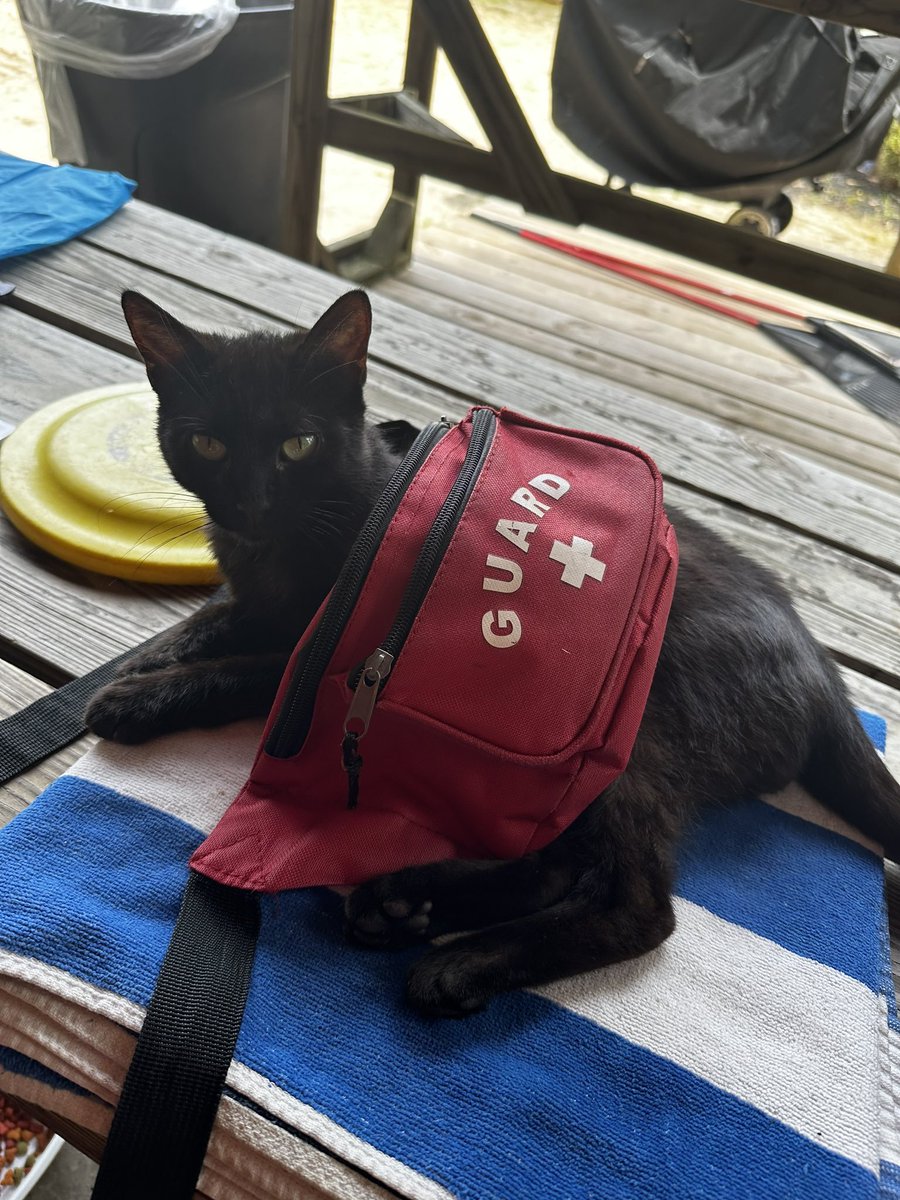 CatWorkers's tweet photo. Lifeguard. https://t.co/FwApIfdmxu