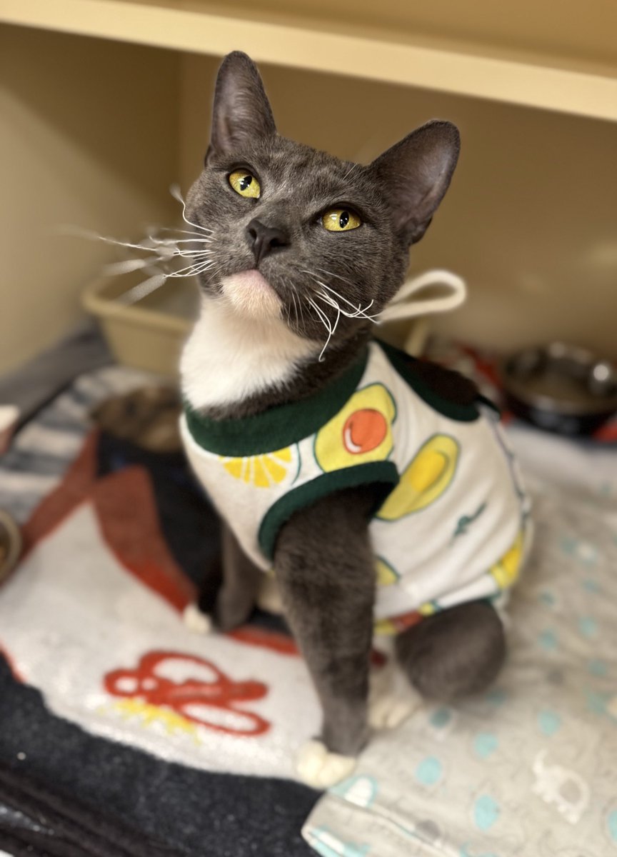 Maria Pulcinella (@mariapulcinella) on Twitter photo Meet Toph 👋🏼
<a href="/phillypaws/">PAWS</a> Meet Toph 👋🏼
<a href="/phillypaws/">PAWS</a>