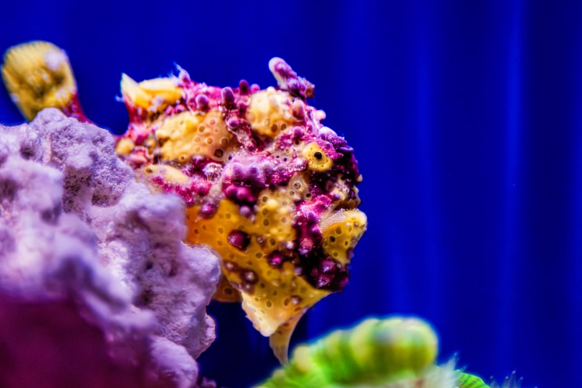 Wart a catch!

Meet the Warty #Frogfish — a fish that can fish! 🎣 This unique #anglerfish has a built-in “fishing pole” on its head, which it wiggles to lure in prey. When unsuspecting prey gets too close … SNAP! It gulps up its meal in the blink of an eye.