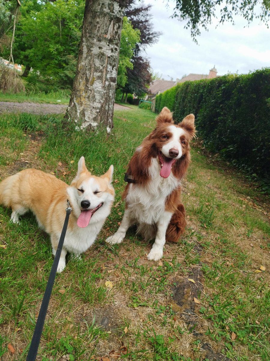 Eloise_Lor's tweet image. Ma dernière semaine d'hopitaux à l'école vient de se terminer. C'est maintenant la finalisation de la thèse et les entretiens d'embauche qui m'attendent.. En clinique rurale évidemment !
Petit retour dans le nord avant pour faire petsitter et rencontrer les chtites vaches sorties