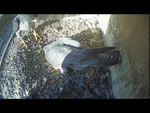 Tom and Azina had a good courtship display inside the nest box last night. After that they sat side by side for a long time. 💕 
Clip: youtu.be/tHsgRER0ANo