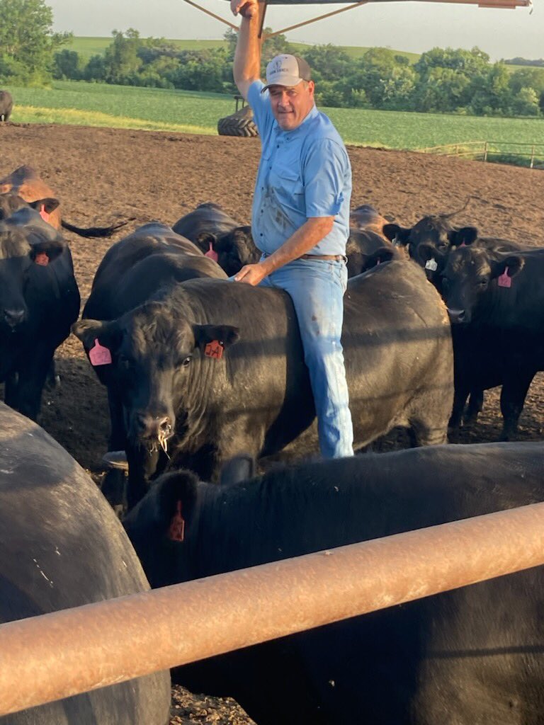 Usually can tame a friendly steer that likes to be scratched, ranch tag 2A was tame from day one so after 120 days on feed why not take a ride. On a side note riding bulls seems kind of difficult, the skin is pretty loose and there are no withers. #Nebraskabeef