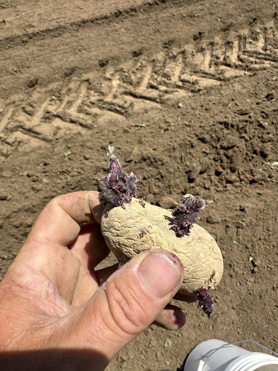 Harrison14567's tweet image. Round 2 of potatoes. #spuds #spudlife #potato