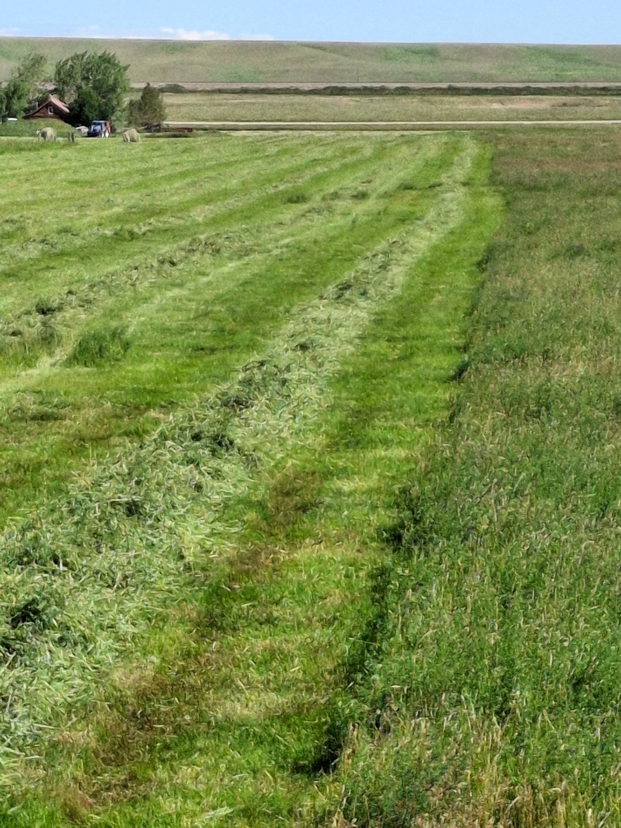 I can lay down windrows fast or I can lay down windrows straight. Under no circumstances can I lay down windrows fast and straight. #haying2025 #JudithBasinMT