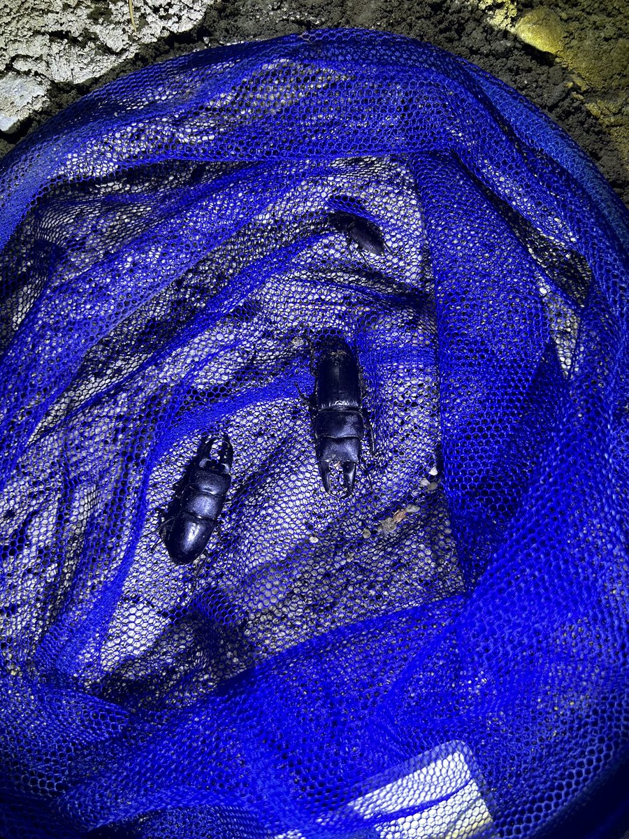 弟から連絡きて急遽23時から山登り

ヒラタピーク迎えたか10ペア以上
サイズは小さく最大55くらい
ノコさんはピークは過ぎたかな？
オオクワは拝めず…
写真だけ撮って即リリース

大阪でも30分圏内でこんな環境が残っていることに感謝🙇‍♂️🙇‍♂️🙇‍♂️