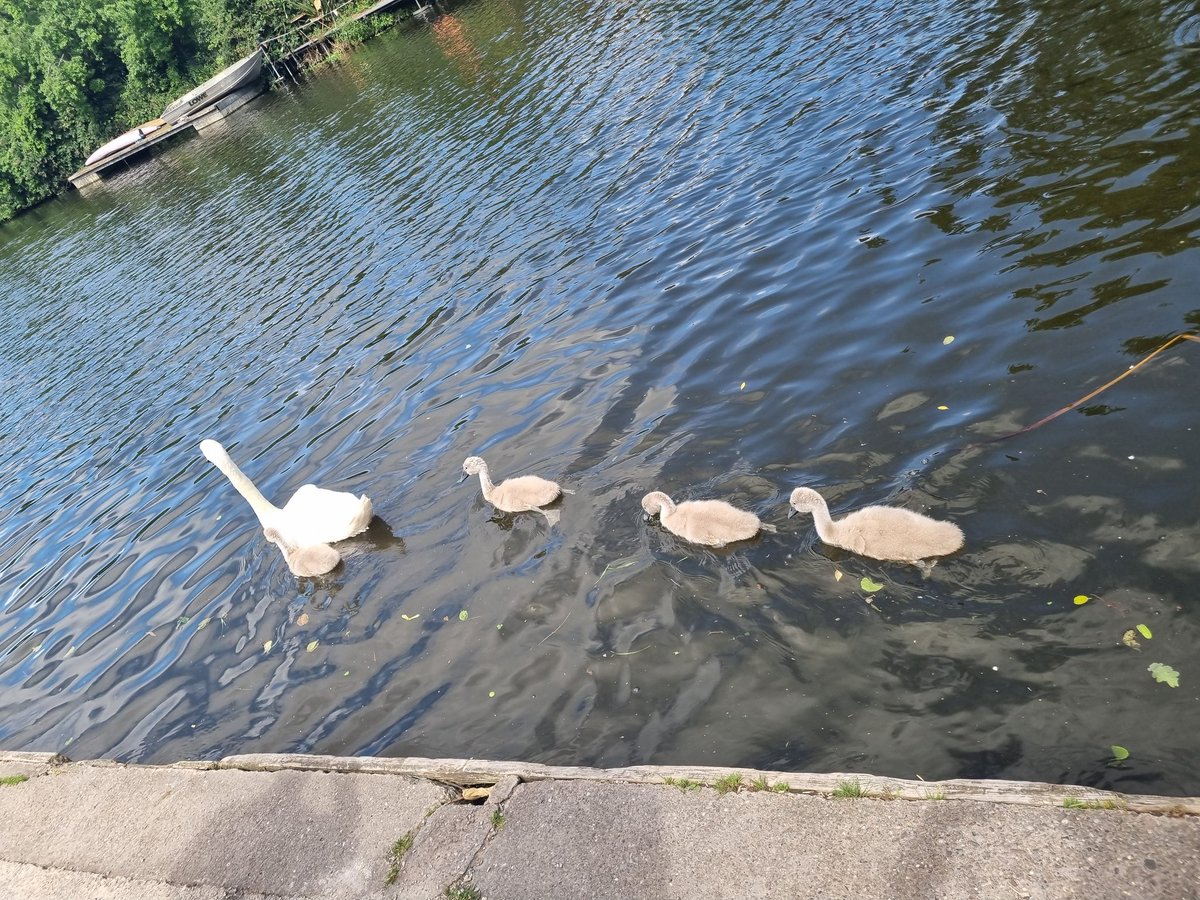 scouse_mouse_20's tweet image. Northwich today. First stop Hunts Lock for a nice circular walk along the canal. Then, we popped to Comberbach fete to meet a distant cousin for the first time. We finished off with a visit to Weaver Hall Workhouse Museum. Fab day, but too hot for me 😊