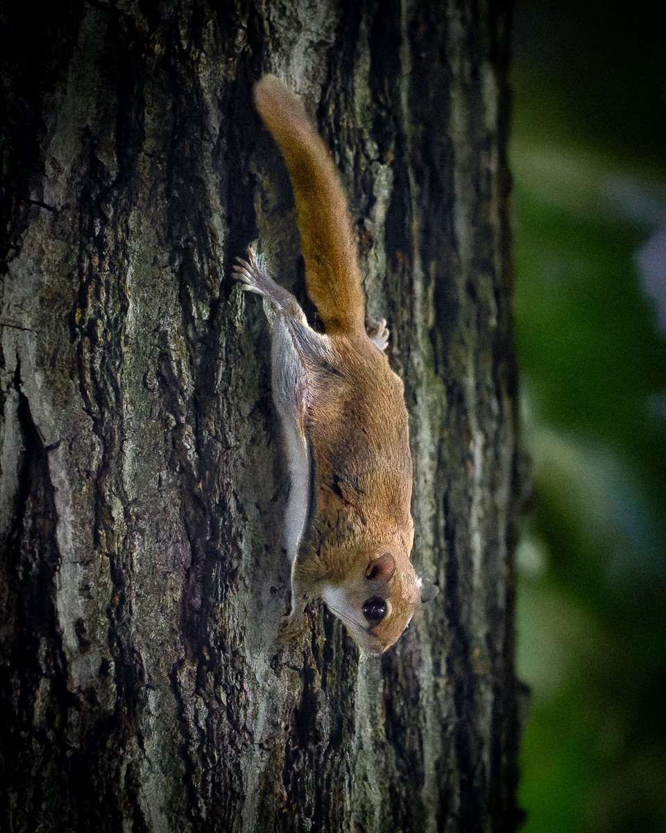 davidlei's tweet image. A very, very special find by @AndrewEastwick after dark: a flying squirrel in Central Park!
#birdcpp #nature #wildlife