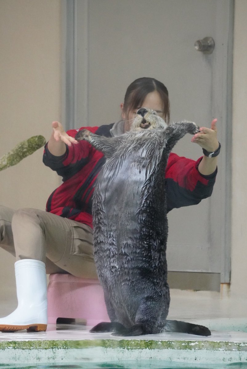 なんか元気が出る

#鳥羽水族館
#キラちゃん