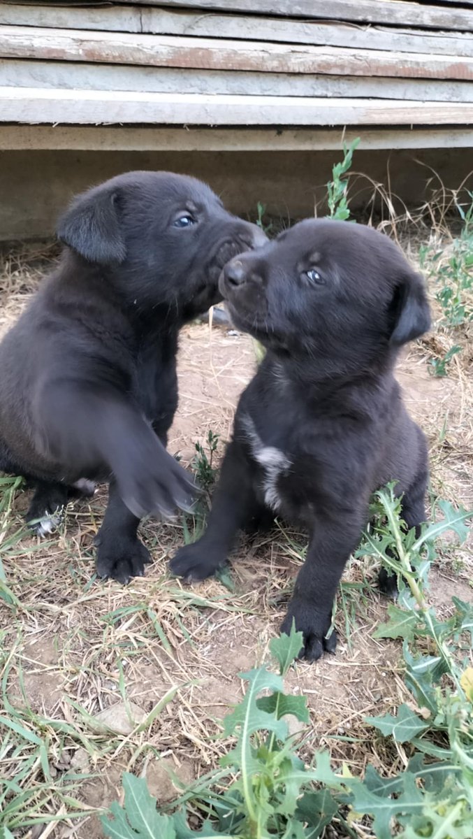 Hosszu Puska (@gnompincser) on Twitter photo 