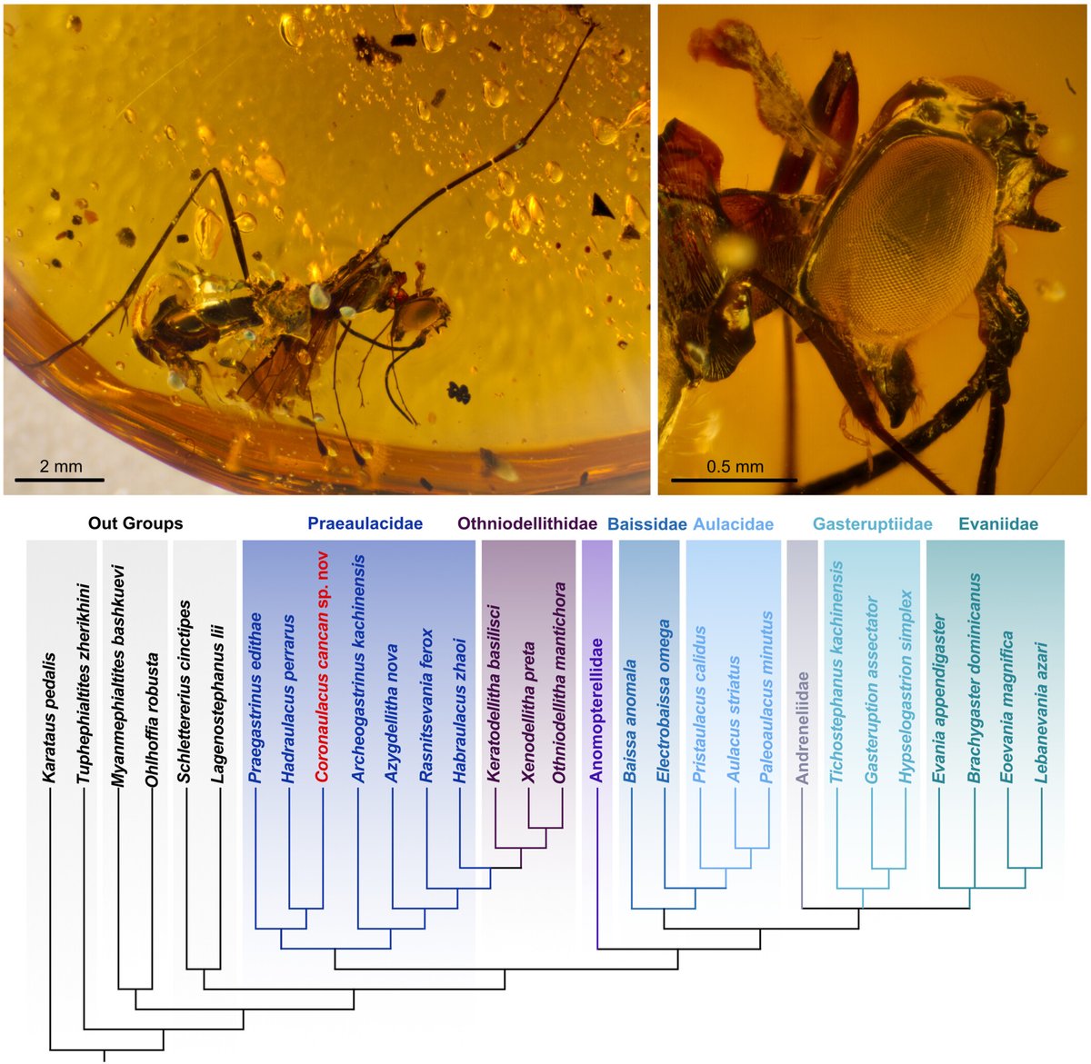JournalSysEvo's tweet image. Meet a unique male #wasp from mid-#Cretaceous Kachin amber, characterized by a crown-like structure on its head and exceptionally long hindlegs. Its #morphology suggests a possible association with wood-boring #insects.
doi.org/10.1111/jse.13… @WileyEcolEvol #evolution #JSE